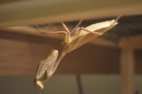 /album/indische-riesengottesanbeterin-hierodula-mebranacea-/a0-1-h-mebranacea-adult-3-jpg/